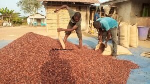 cocobod-counters-imf,-world-bank;-says-it-will-meet-expected-yields