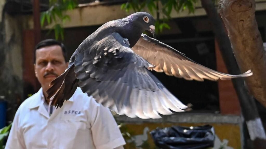 pigeon-detained-on-suspicion-of-spying-for-china-released-after-eight-months