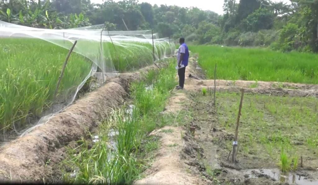impact-of-climate-change-on-farmers-in-ashanti-region