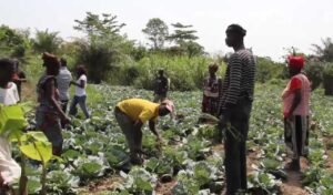 climate-change-impact:-women-in-cocoa-farming-explore-additional-sources-of-income