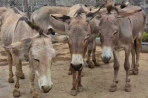 high-demand-for-donkey-hide-and-meat-likely-to-cause-extinction-of-the-animal