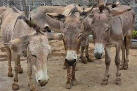 high-demand-for-donkey-hide-and-meat-likely-to-cause-extinction-of-the-animal