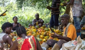 gov’t-increases-cocoa-price-to-ghc2,070-per-bag