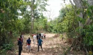 cocoa-farms-under-siege-in-atwima-nwabiagya-south;-livelihoods-under-threat