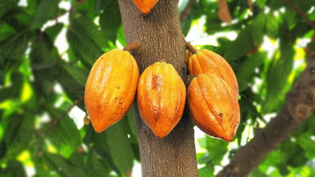 ashanti-region:-foreign-owned-mining-firm-hijacks-over-100ha-rehabilitated-cocoa-farm