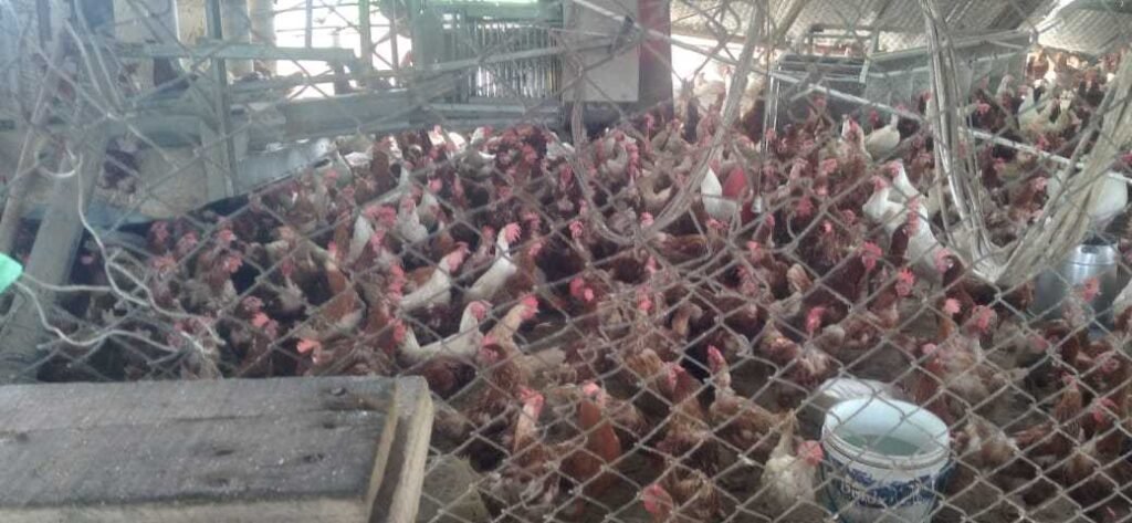windstorm-causes-havoc;-kills-over-1k-fowls-in-atwima-mim
