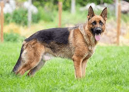 dog-mauls-sleeping-baby:-the-dog-is-just-like-a-gun-–-dog-trainer-cautions-owners