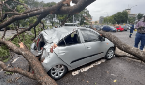 multiple-vehicles-damaged-by-falling-trees-after-monday-morning’s-rainfall