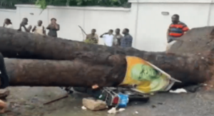 1-person-in-critical-condition-after-tree-falls-on-motorider-and-suv-vehicle