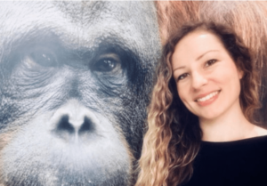 wounded-orangutan-uses-plants-as-medicine