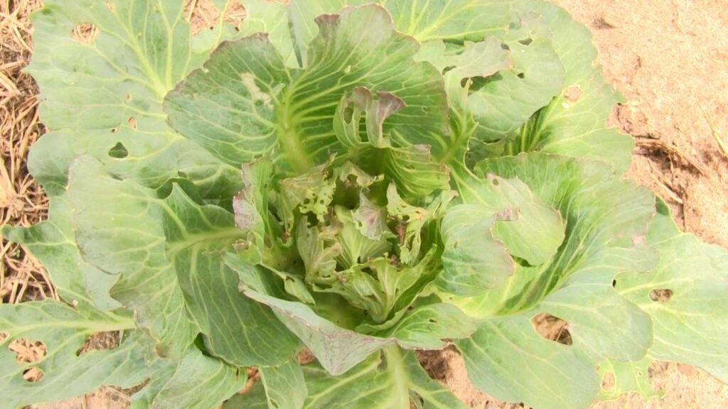 farmers-at-tuba-irrigation-farms-lose-yields-to-yellow-mosaic-disease