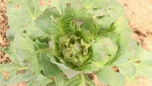 farmers-at-tuba-irrigation-farms-lose-yields-to-yellow-mosaic-disease