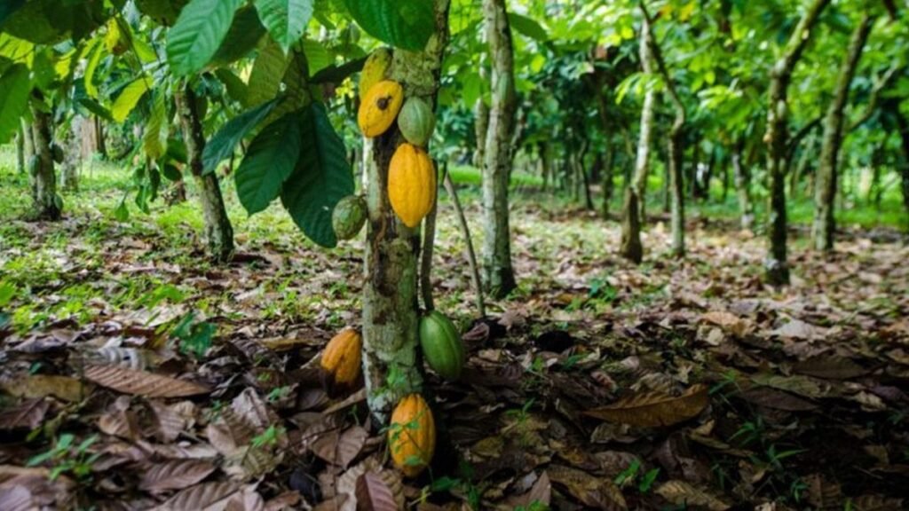 cocoa-farmers-are-still-selling-farms-to-illegal-miners-–-western-north-ndc-chairman-claims