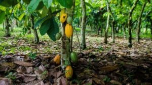 cocoa-farmers-are-still-selling-farms-to-illegal-miners-–-western-north-ndc-chairman-claims