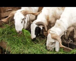 eid-ul-adha-celebration:-hike-in-prices-of-livestock-dwindles-purchasing-power-of-celebrants