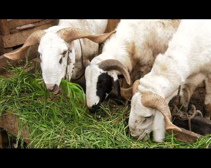 eid-ul-adha-celebration:-hike-in-prices-of-livestock-dwindles-purchasing-power-of-celebrants