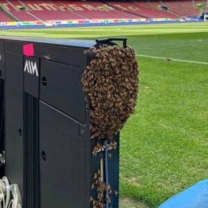bees-invade-stadium-hours-before-germany-face-hungary