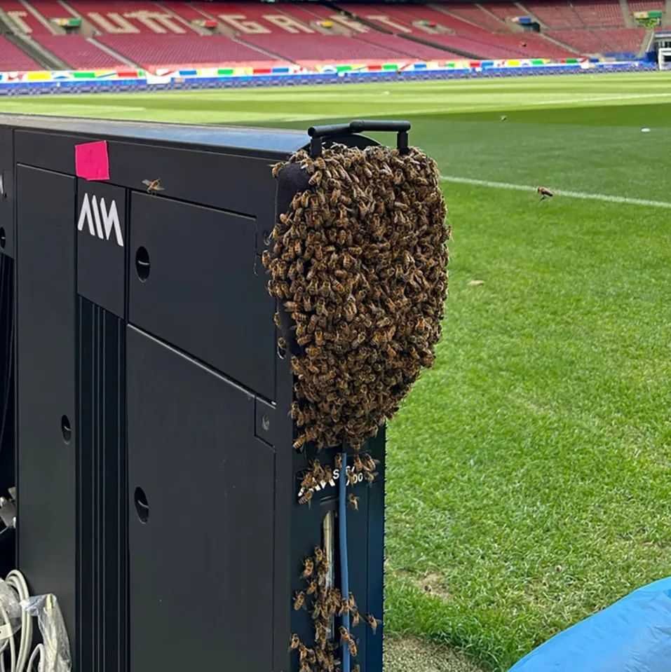 bees-invade-stadium-hours-before-germany-face-hungary