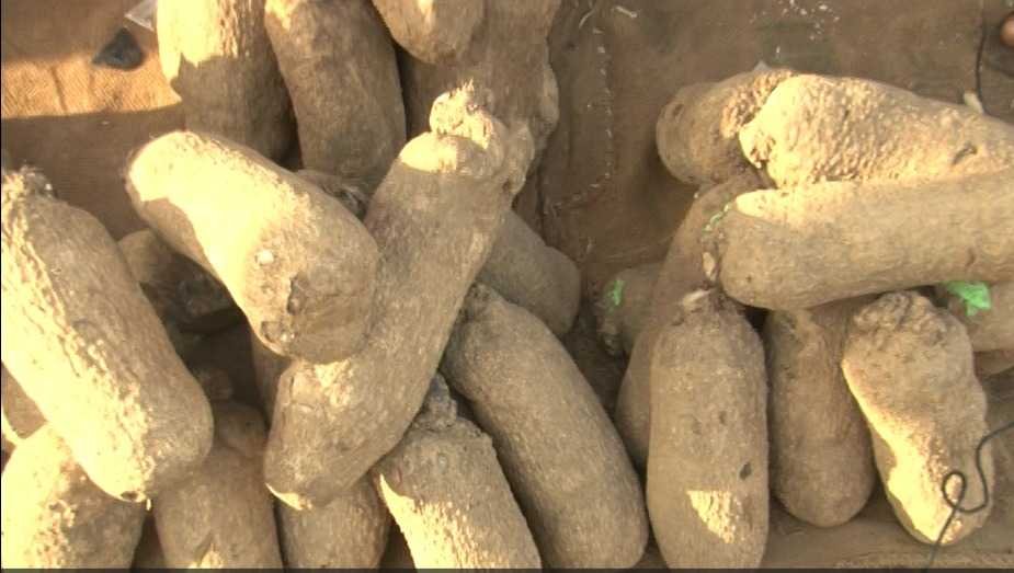 price-of-yam-has-increased-over-200%-within-a-year-–-gawu-general-secretary