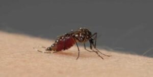 eastern-region:-rare-insect-invades-four-districts;-300-malaria-and-skin-abrasion-cases-recorded