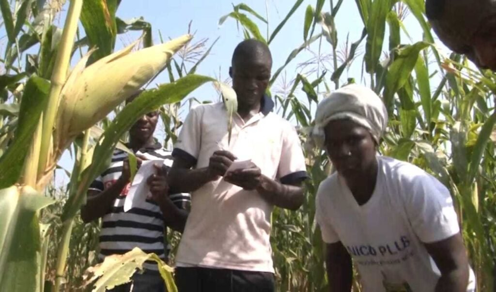 csir-cri-forms-consortium-with-farmers-to-enhance-food-security-and-improve-farmers’-incomes