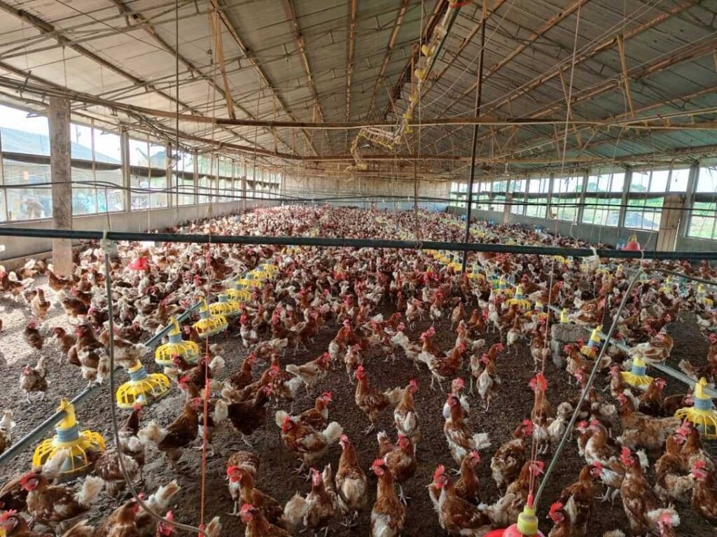 poultry-farmers-in-volta-region-upgrade-skills-to-combat-shortage-of-maize