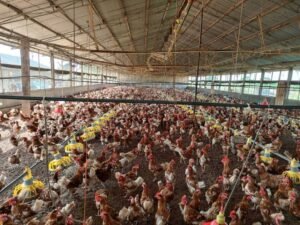 poultry-farmers-in-volta-region-upgrade-skills-to-combat-shortage-of-maize