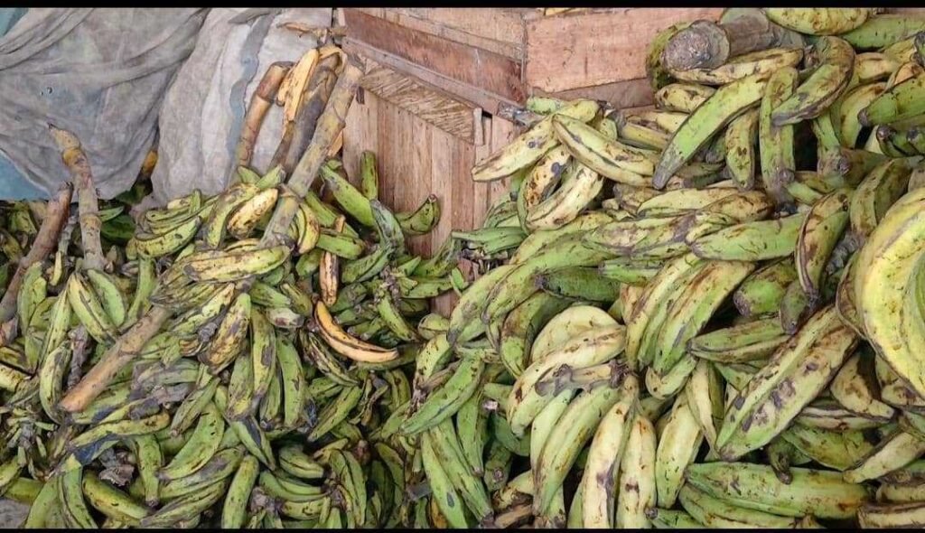 plantain-is-expensive-because-farmlands-have-been-used-for-mining-–-traders