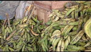 plantain-is-expensive-because-farmlands-have-been-used-for-mining-–-traders