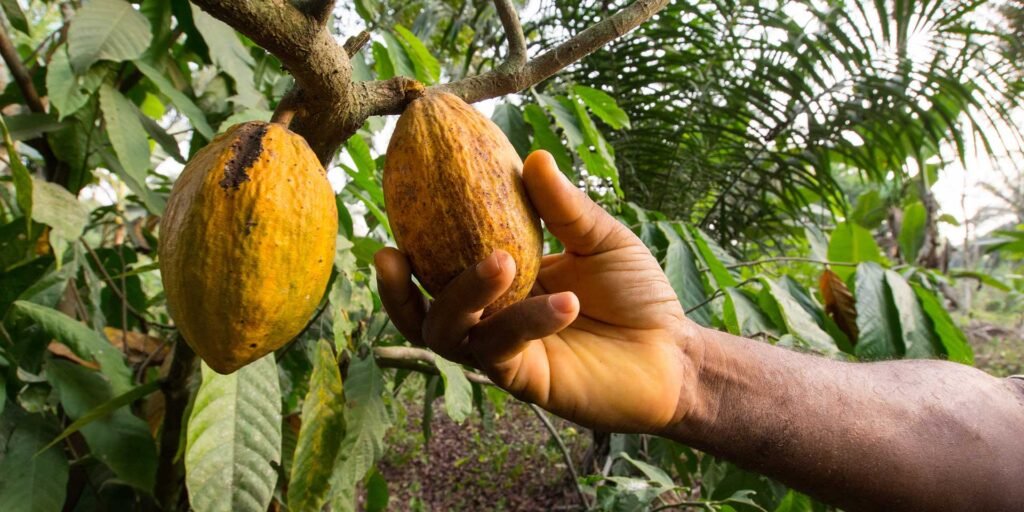 ghana’s-cocoa-crisis:-once-a-global-leader,-now-fighting-for-survival-amid-declining-yields 