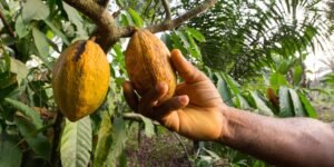 ghana’s-cocoa-crisis:-once-a-global-leader,-now-fighting-for-survival-amid-declining-yields 