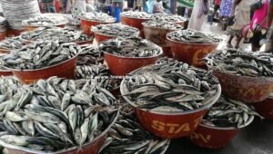 ghana’s-fishers-wonder-if-closed-fishing-season-really-replenishes-stock