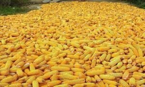 ban-on-export-of-grains-premature-–-peasant-farmers